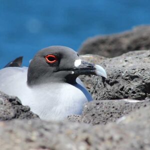 Gaviota posada en una superficie rocosa en las Islas Galápagos.