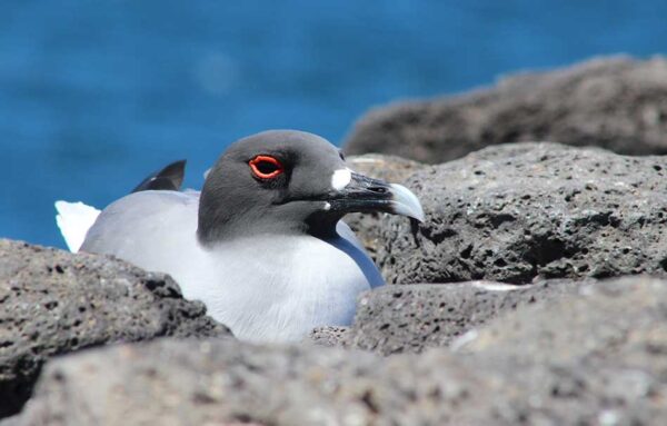 Gaviota posada en una superficie rocosa en las Islas Galápagos.