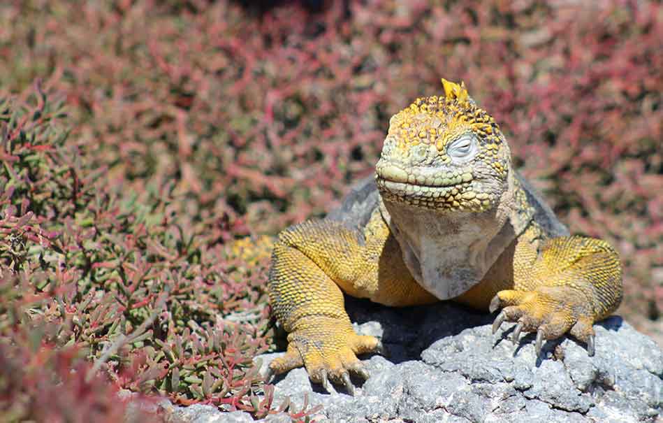 Reptil en las Islas Galápagos.