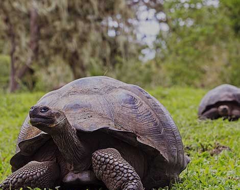 Tortuga de las islas Galápagos