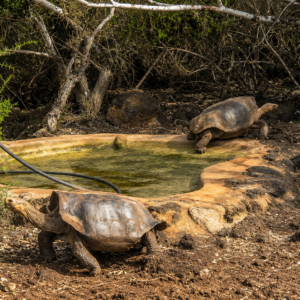 Galápagos Natural