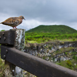 Galápagos Único