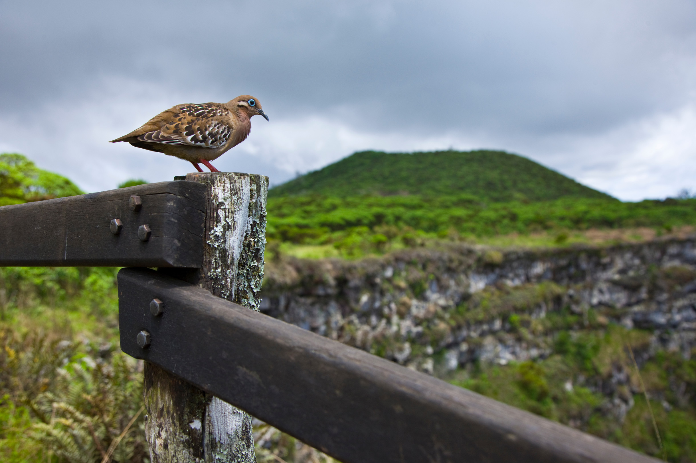 Galápagos Único