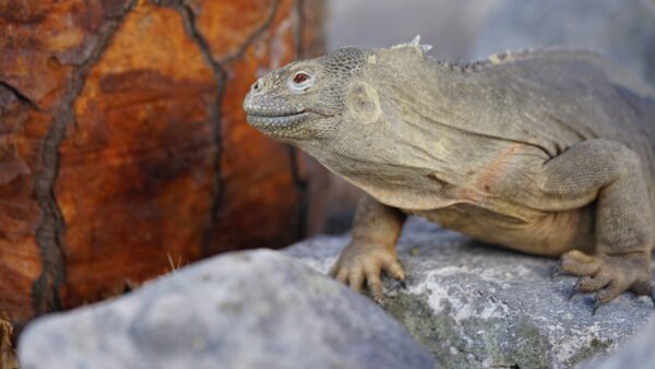 Galápagos Natural - Imagen 4