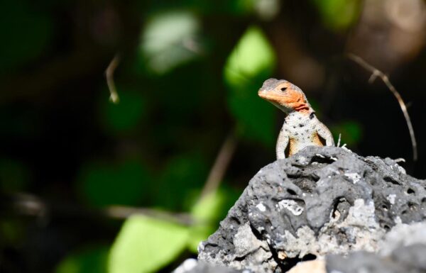 Galápagos Único