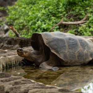 Galápagos Básico
