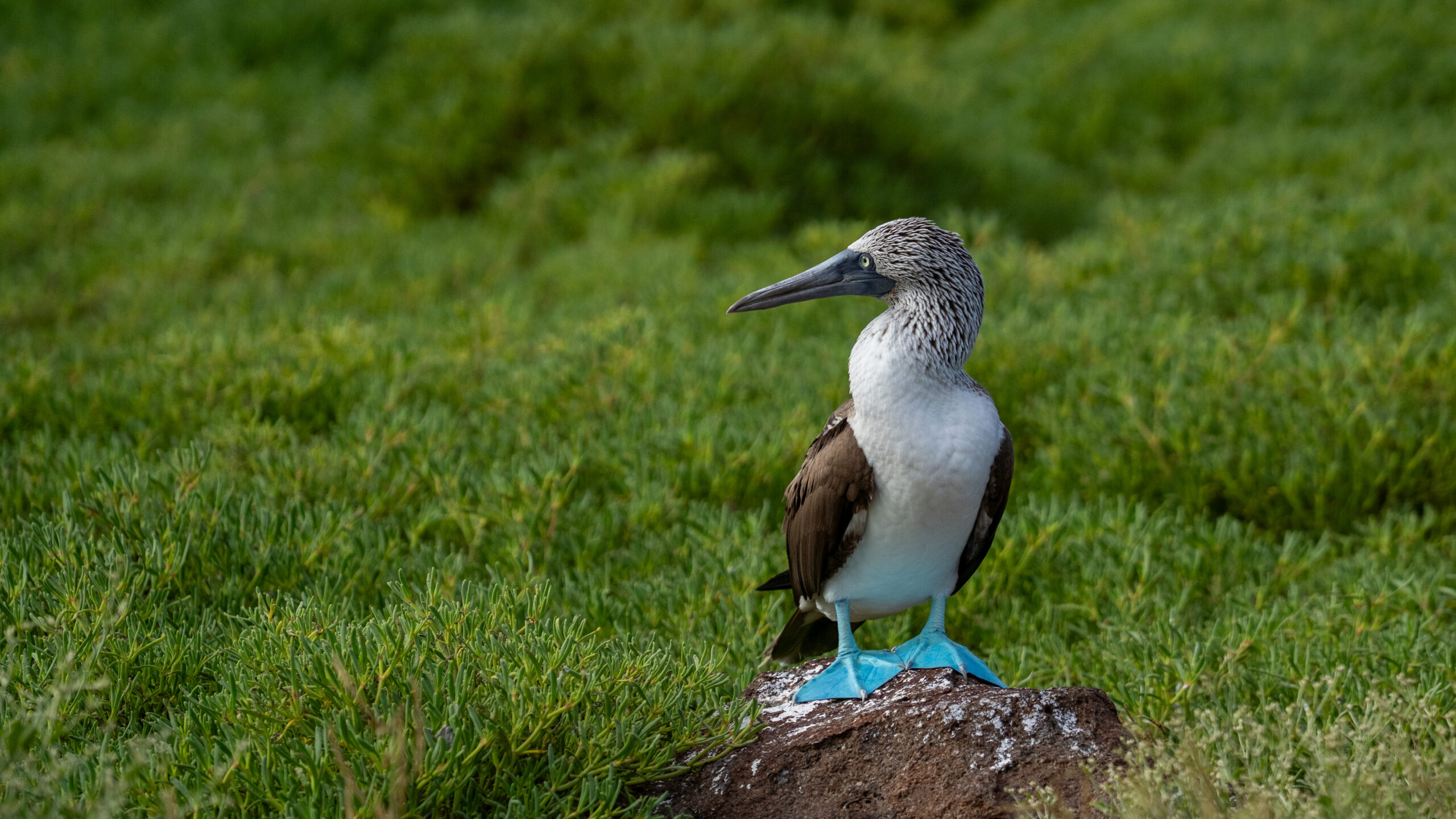 Tour Isla Seymour Norte - Imagen 4