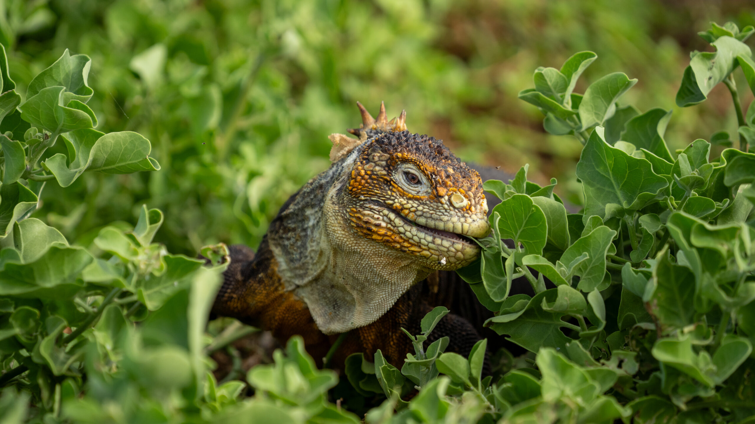 Tour Isla Seymour Norte - Imagen 12