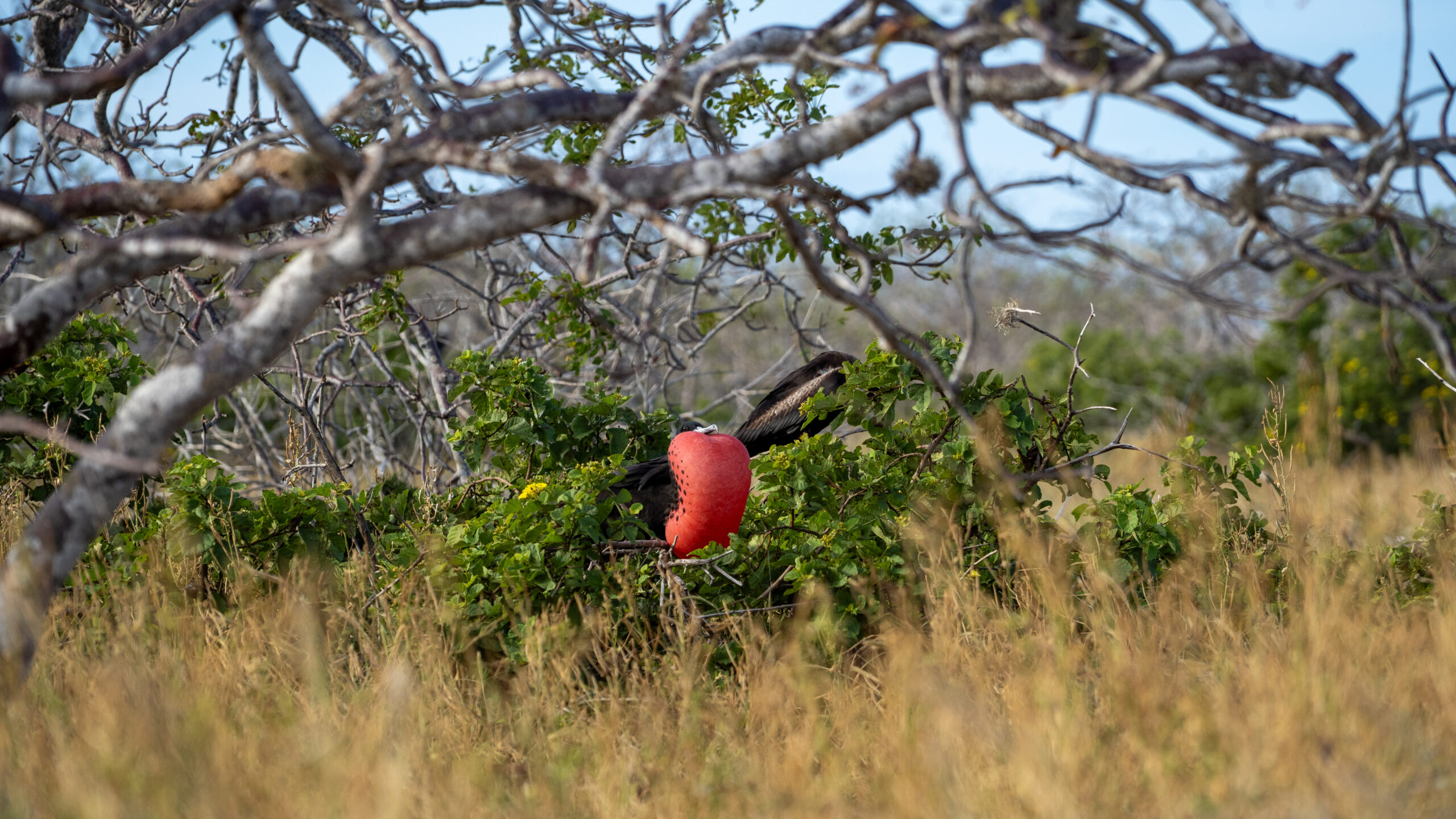 Tour Isla Seymour Norte - Imagen 5