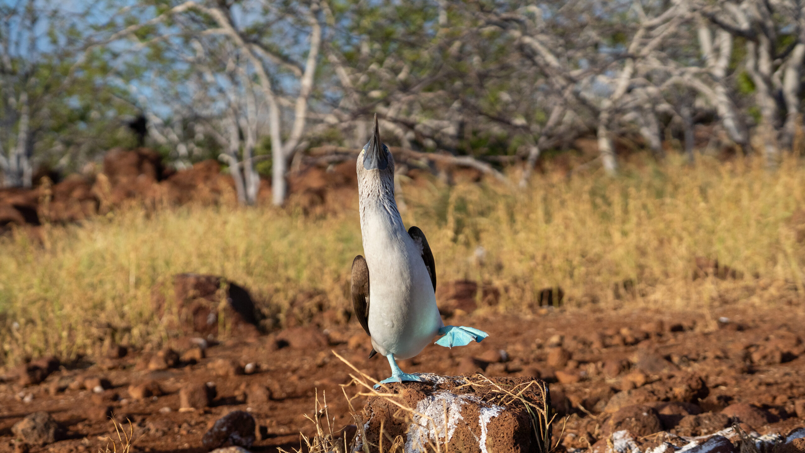 Tour Isla Seymour Norte - Imagen 13