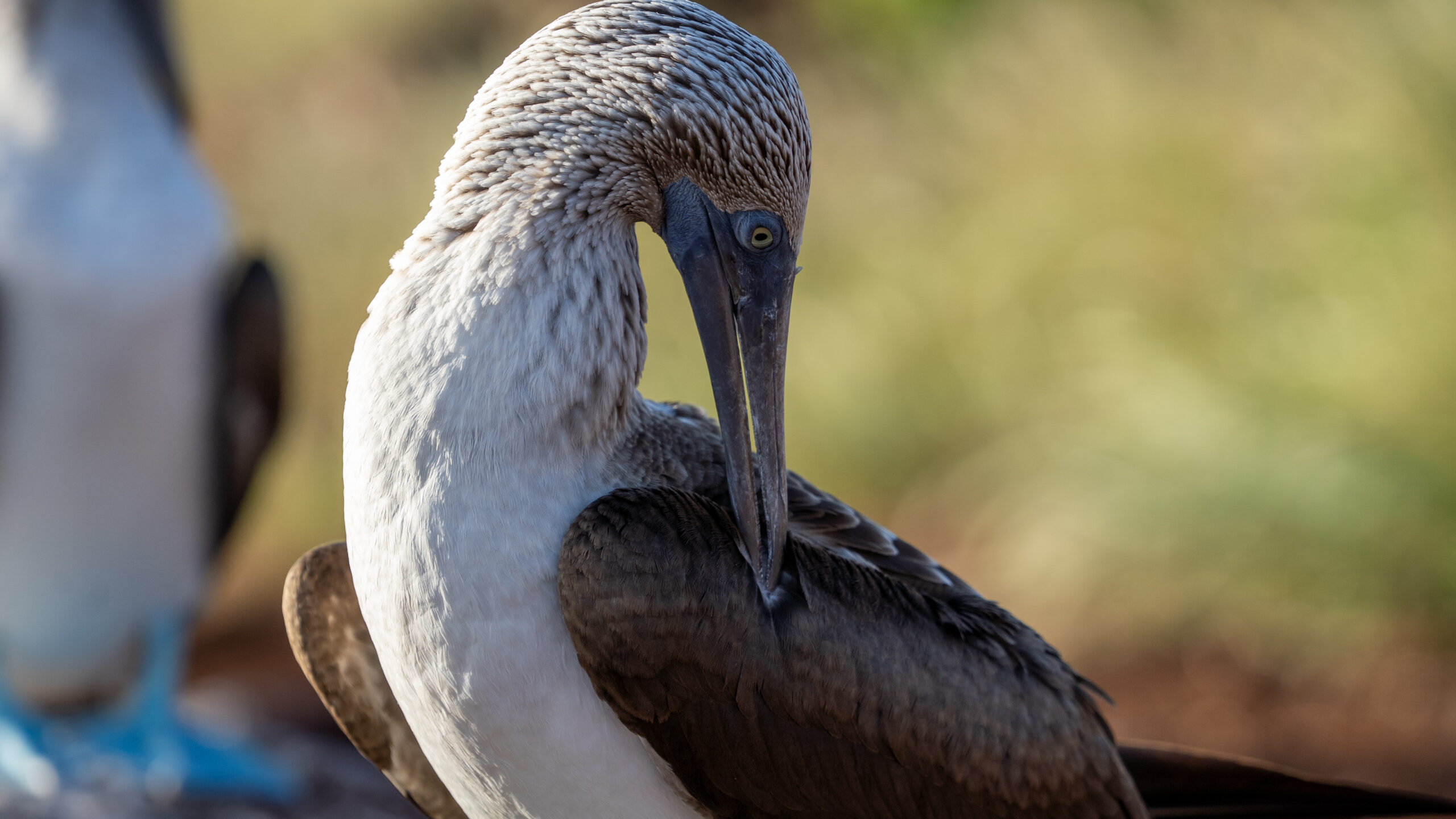 Tour Isla Seymour Norte - Imagen 6