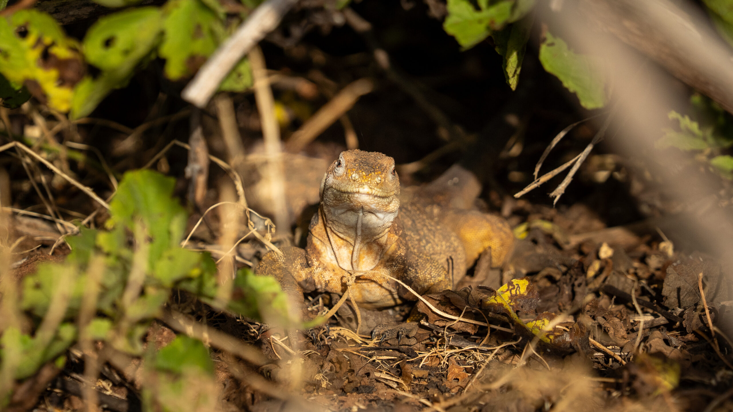 Tour Isla Seymour Norte - Imagen 7