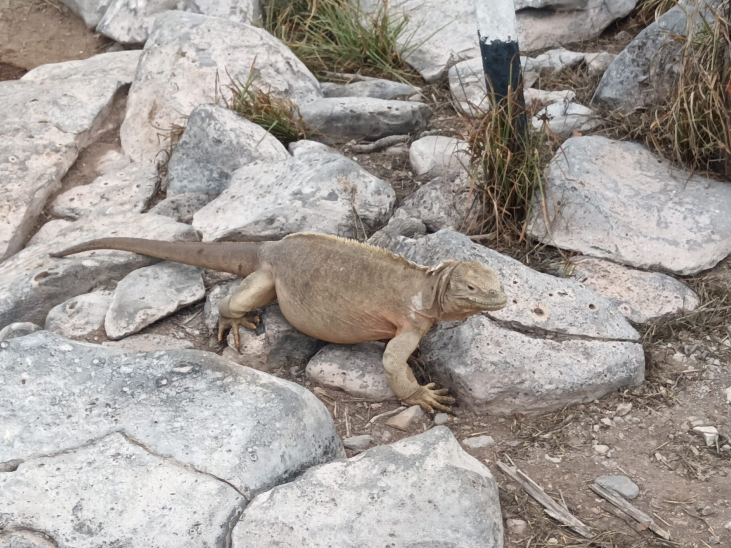 Tour Isla Santa Fe - Imagen 5