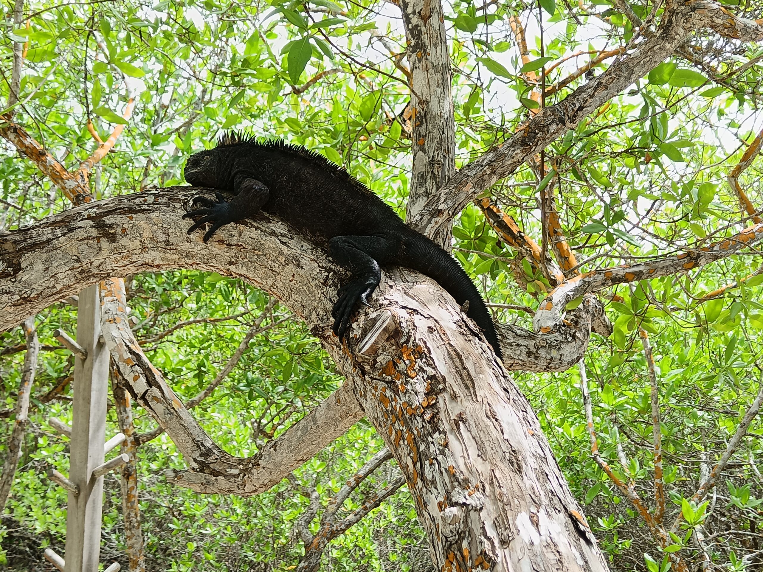 Tour Isla Floreana - Imagen 3