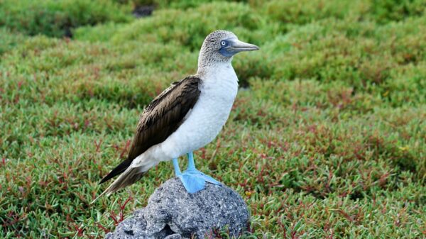 Tour Isla Seymour Norte - Imagen 5