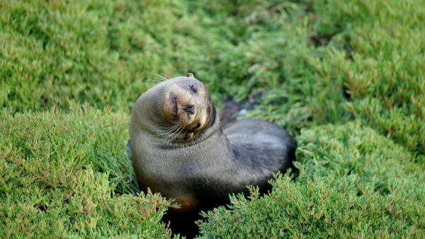 Galápagos Único - Imagen 5