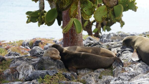 Tour Islas Plazas - Imagen 5