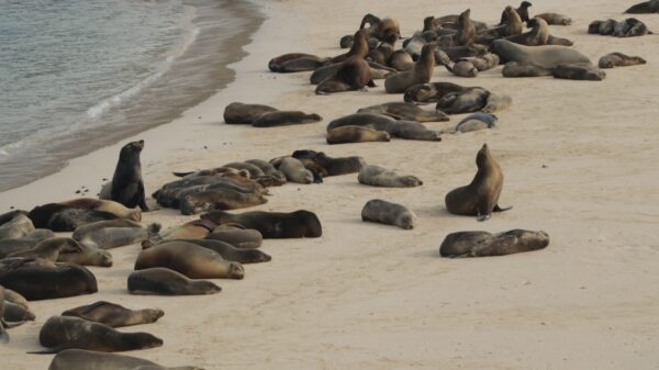 Tour Isla Santa Fe - Imagen 2