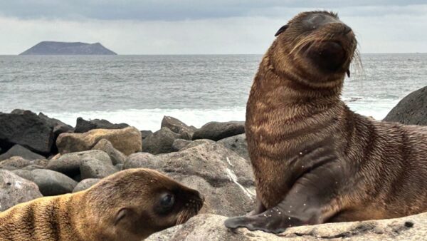 Tour Isla Seymour Norte