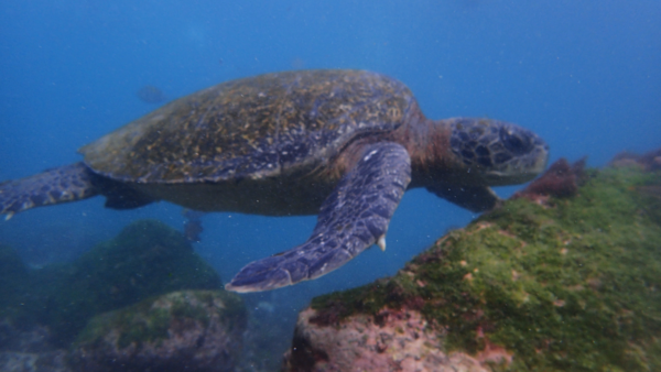 Galápagos Único - Imagen 3