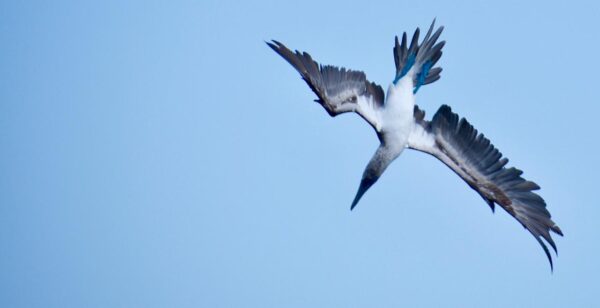 Galápagos Único - Imagen 6